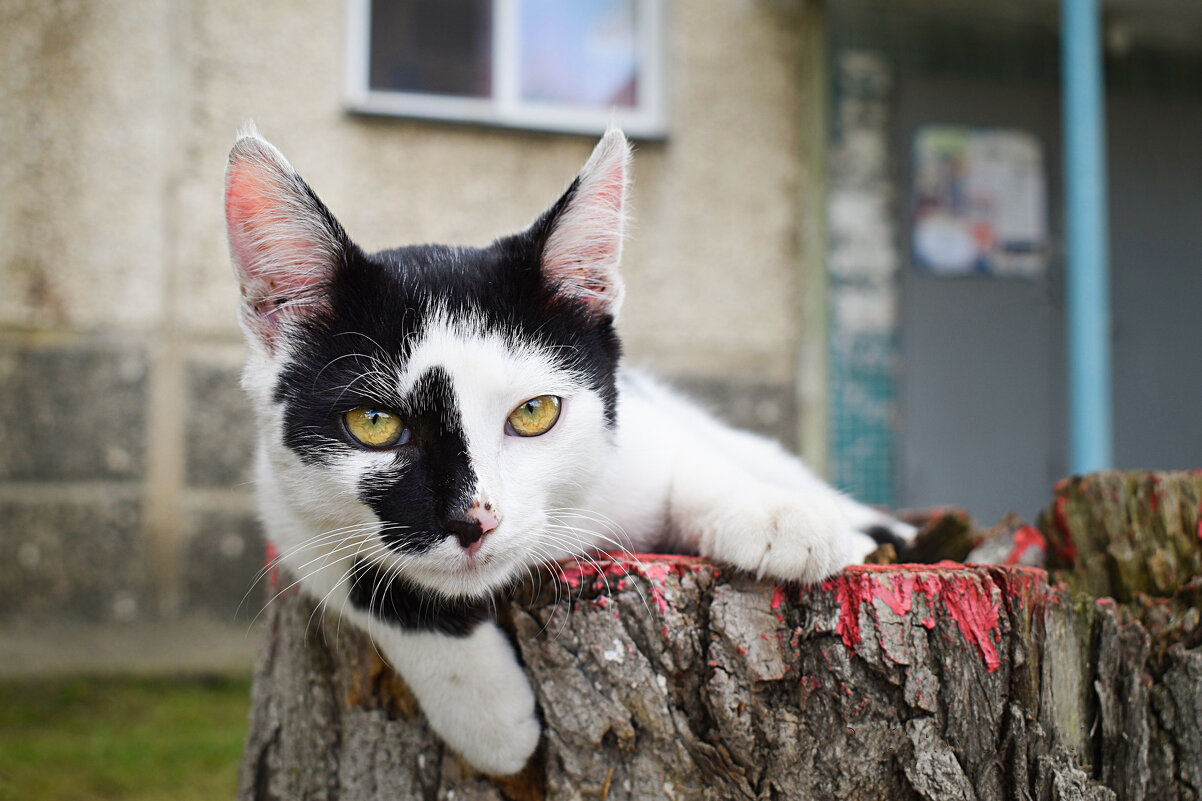 Котик - Дарья Шуклина