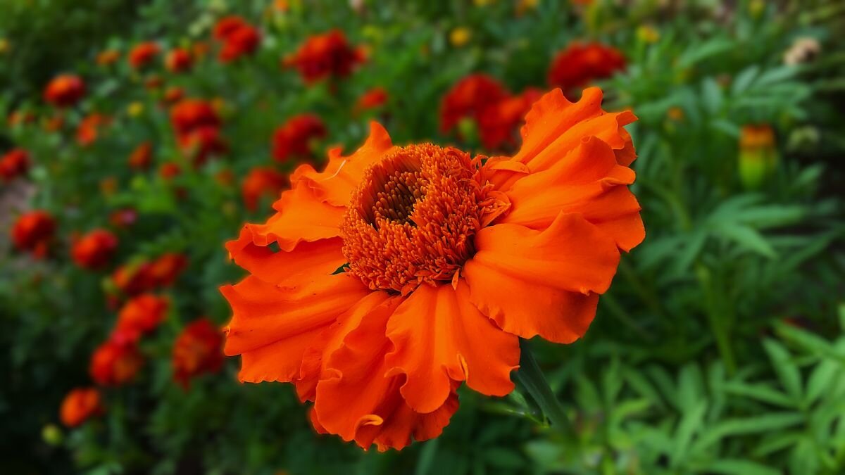 "бархатная" лужайка - Olga Oskolkova