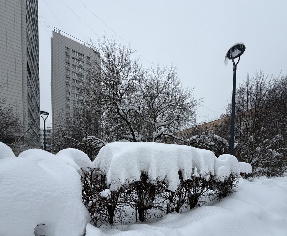 Кусты , как накрытые скатертью столы) - Любовь 