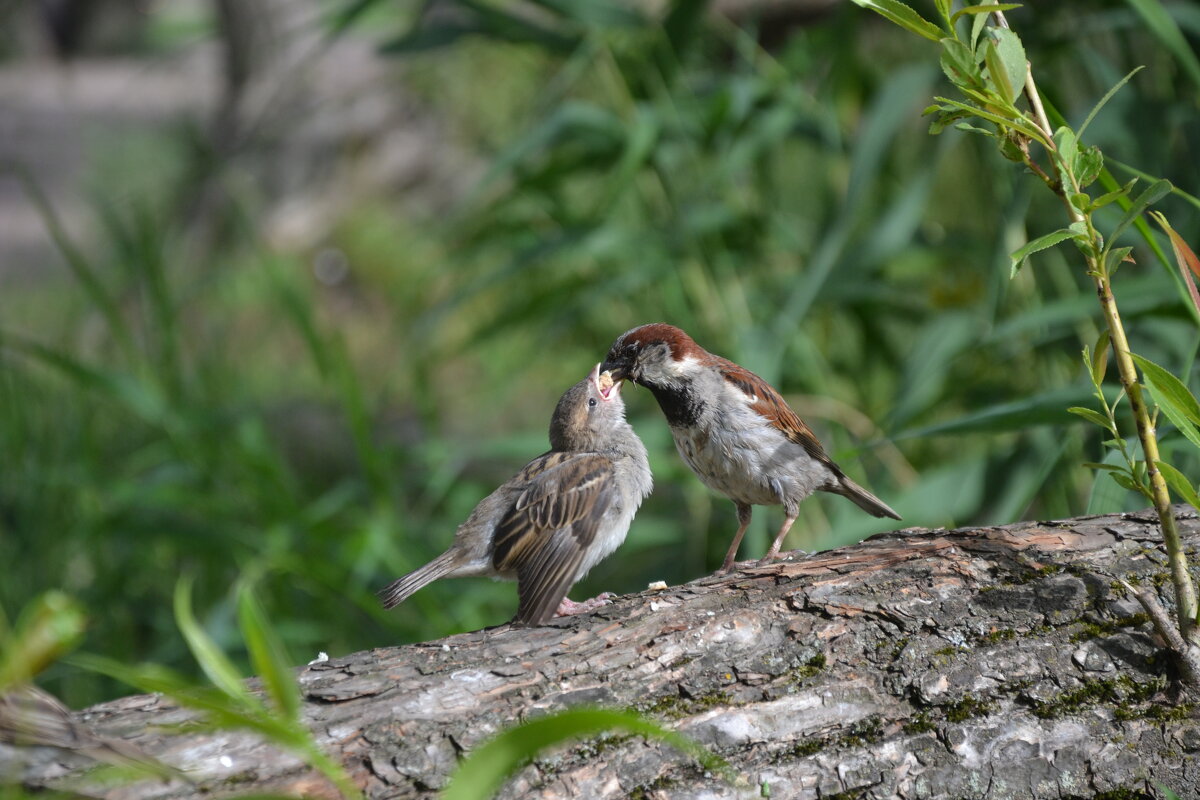 "За папу, за маму..." - Надежда 