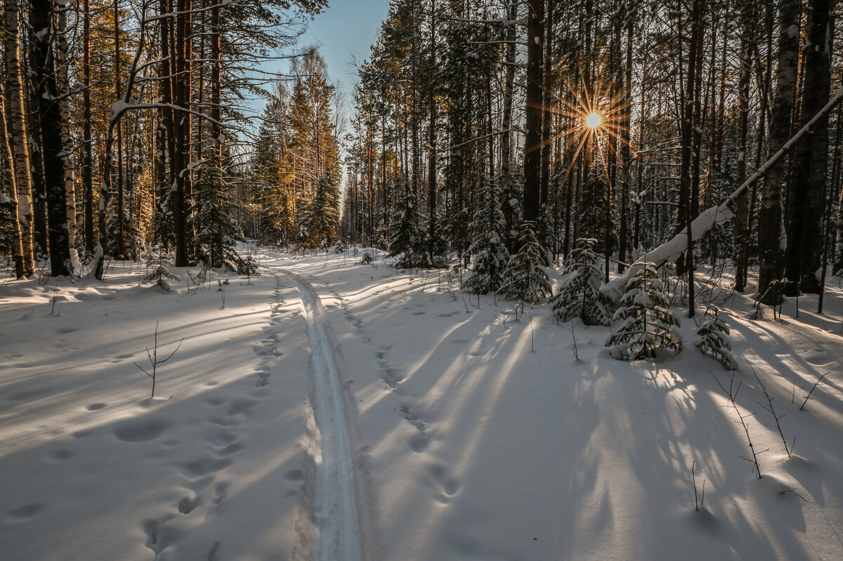 на лесной лыжне - сергей 
