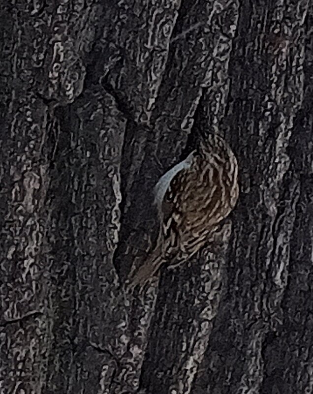 Пищуха - Сапсан 