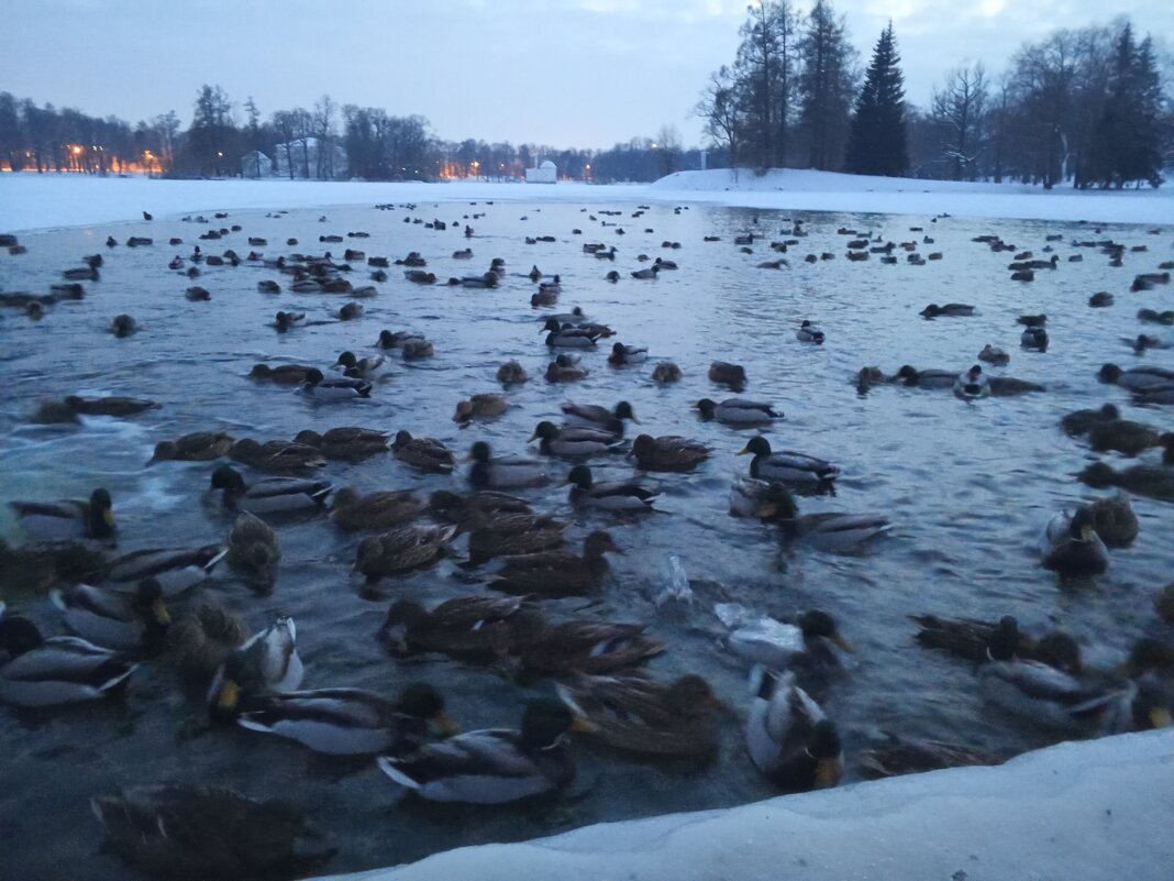 Утки - Сапсан 