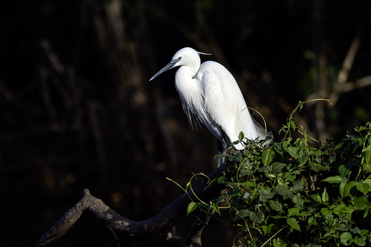 Малая белая цапля. - Alexander Amromin