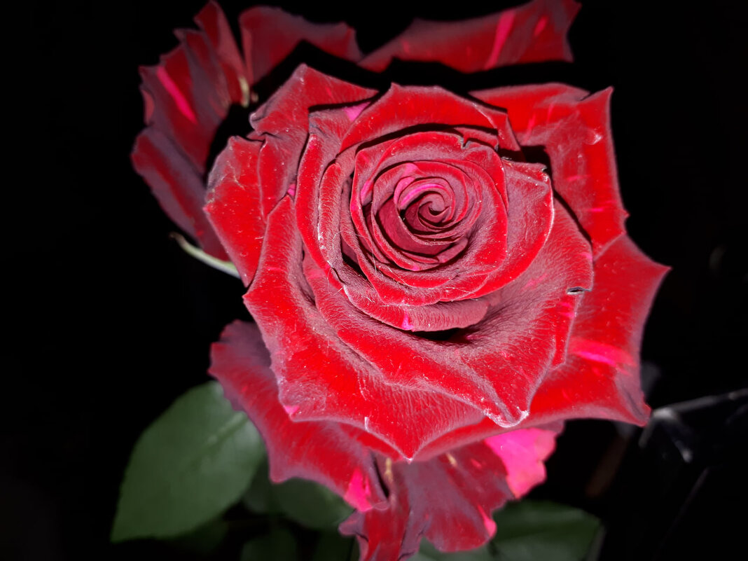 Роза "Red Panhter" - Надежда 