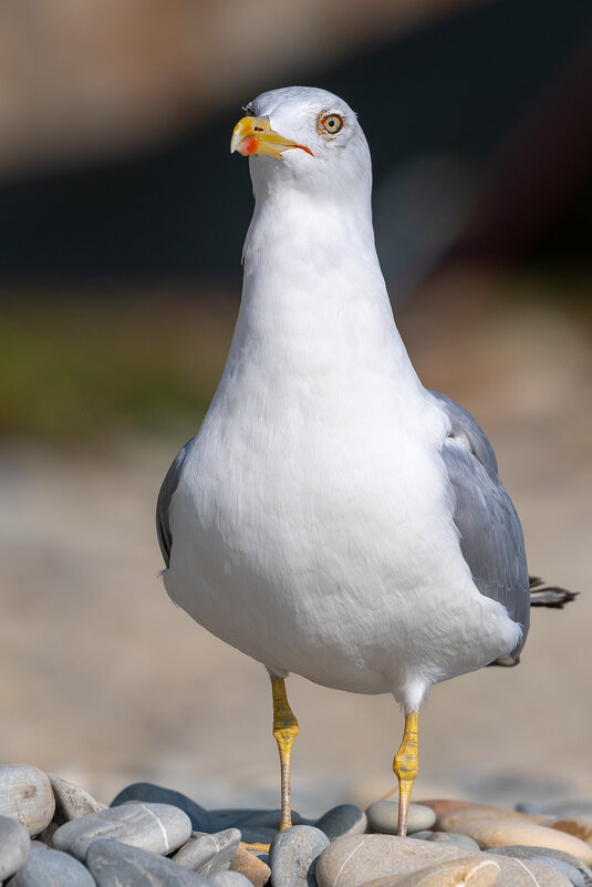 Морская чайка - Владимир Лазарев