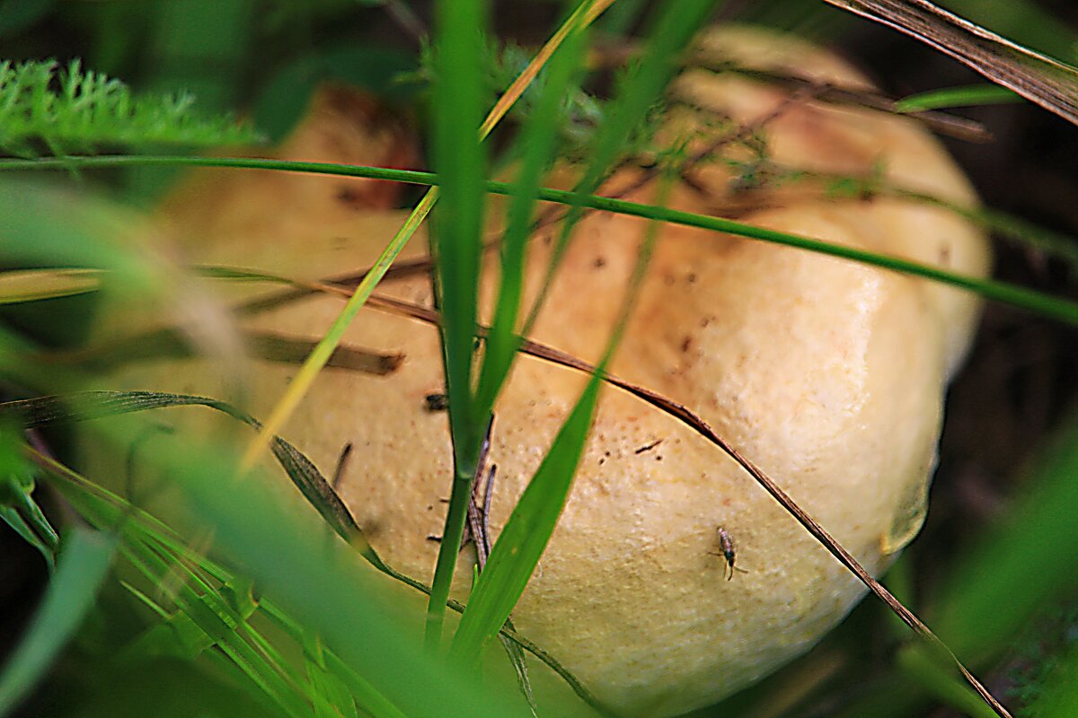 Комар веган - Владимир Кириченко