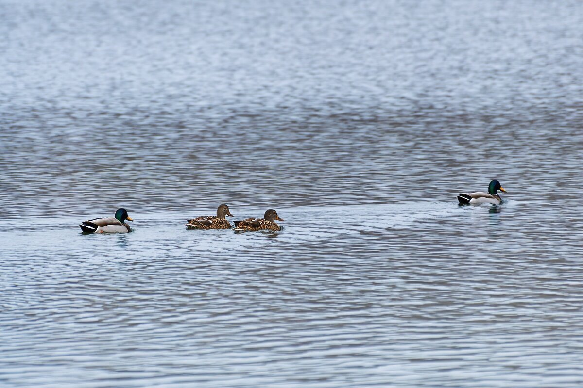 Утки - Игорь Сикорский