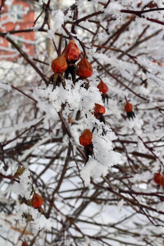 Шиповник в кружевах - Ольга 
