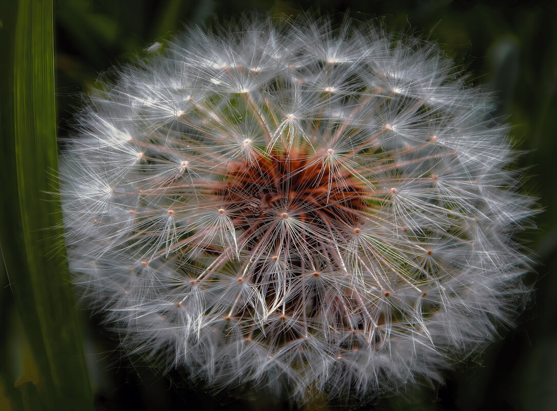 Макро. - Владимир Владимир