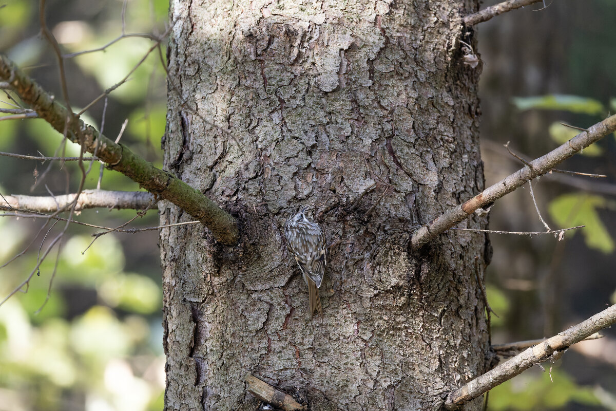 пищуха - юрий макаров