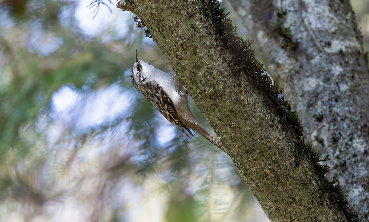 пищуха - юрий макаров