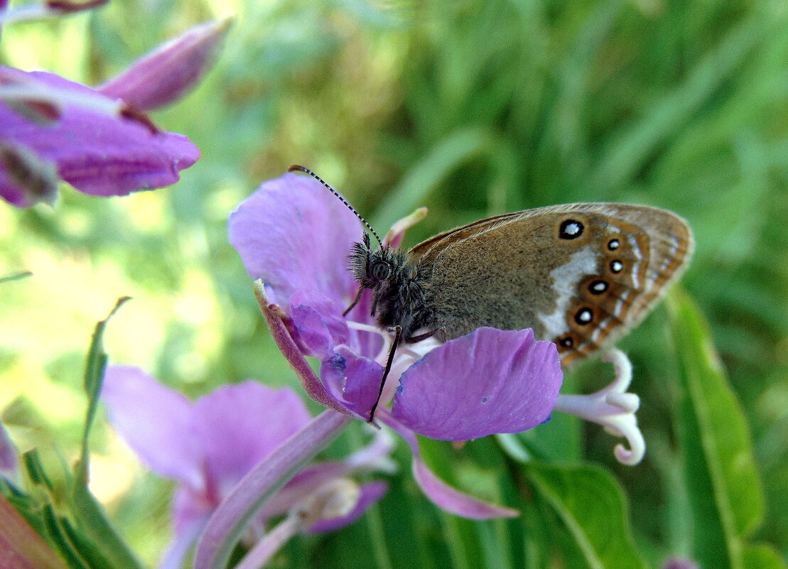 Цветок и бабочка. - nadyasilyuk Вознюк