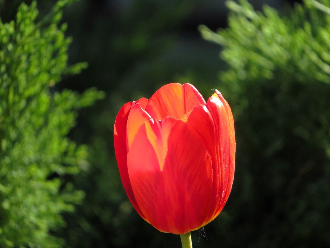 Бокал весны - Лариса С.