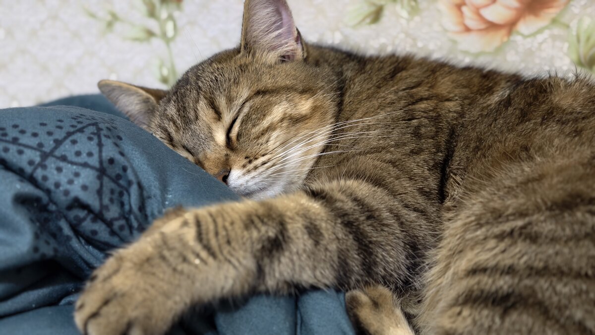 В такую погоду так хочется спать! - Мариша В такую погоду так хочется спать! - Мариша