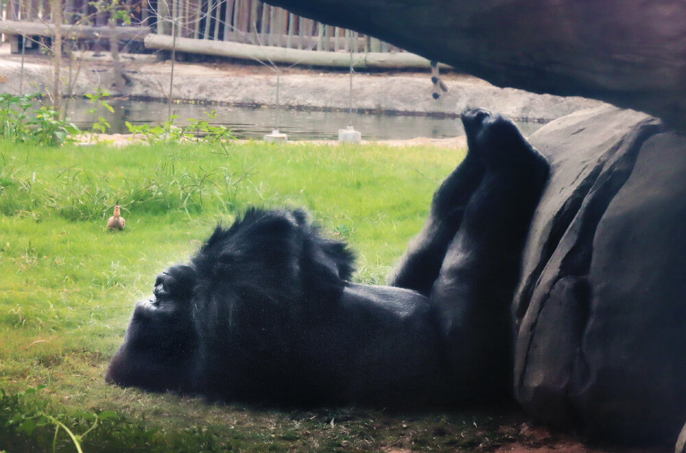 Горилла отдыхает - Галина Ильясова Горилла отдыхает - Галина Ильясова