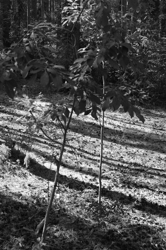 Фотография - Денис Безногов