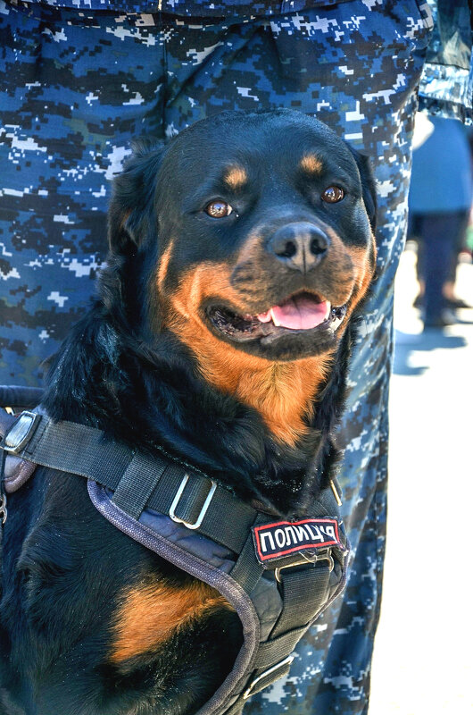 Служебный пёс. - Михаил Курзанцев