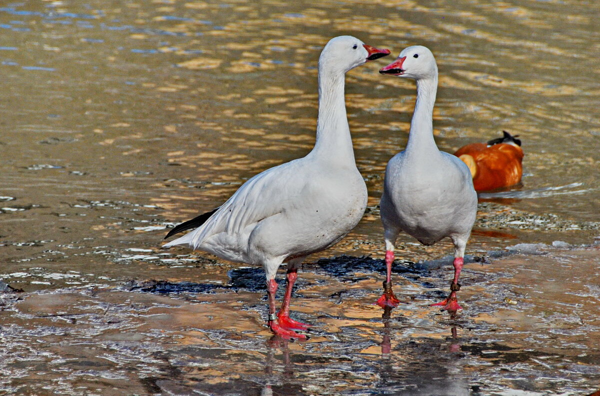 ... - Анастасия Смирнова