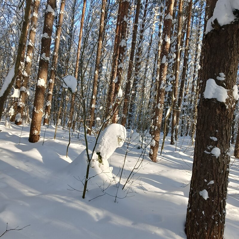 играют в прятки - Владимир 