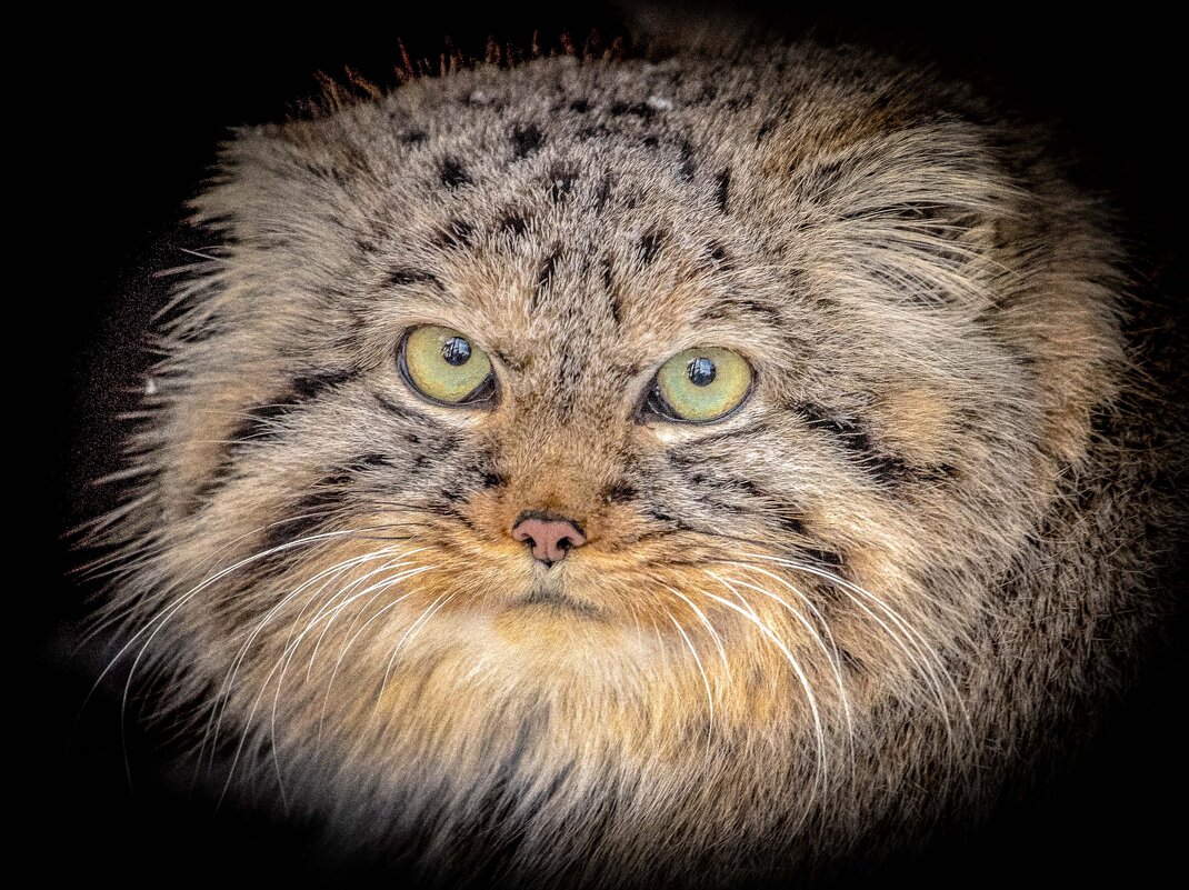 МАНУЛ - Аркадий Лаптенко