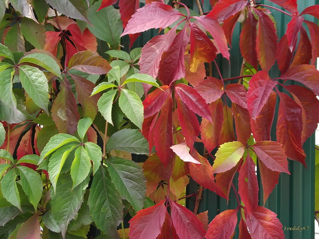 Яркие краски осени - Freddy 97 Яркие краски осени - Freddy 97