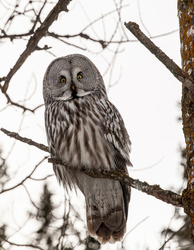В глазах этой совы — история целого леса… - Вадим Басов В глазах этой совы — история целого леса… - Вадим Басов