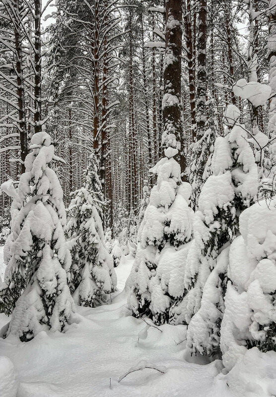 Наша снежная зима - Galina 