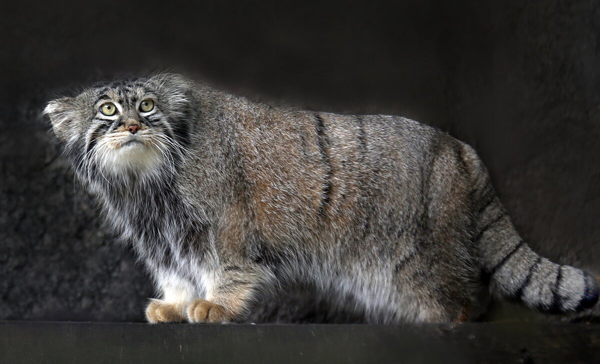 Тимофей - Михаил Бибичков