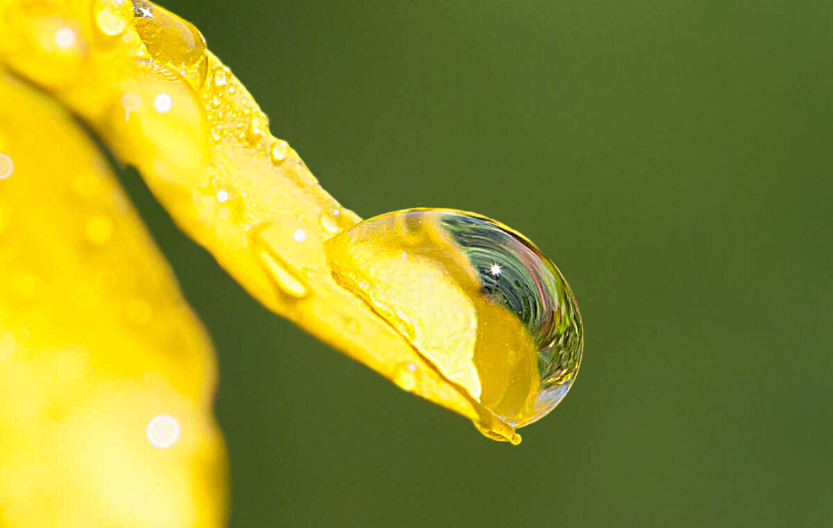 Росинка - Андрей Пристяжнюк