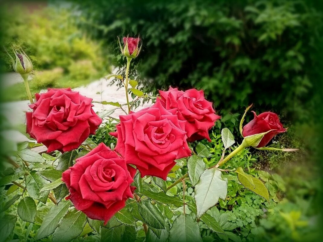 Розы - Елена Сухорученкова