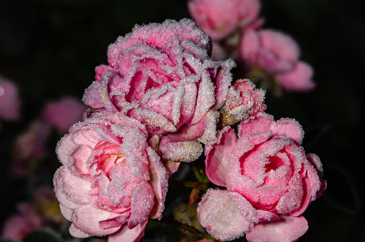 Усыпана иголками кристаллов - Римма Волченко