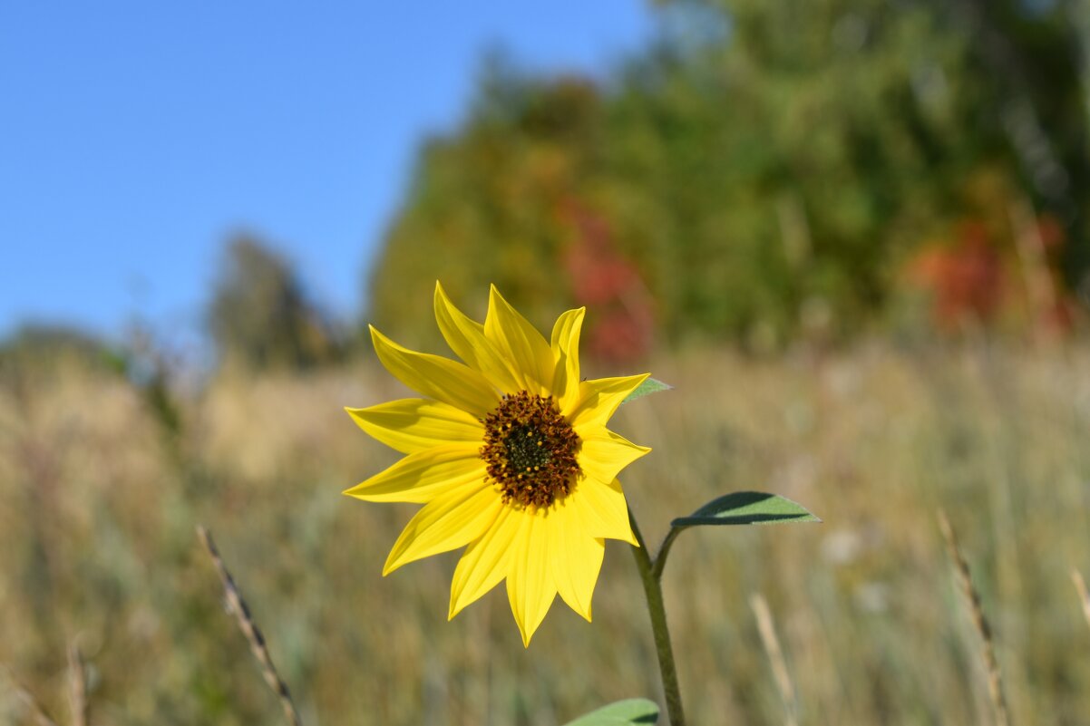 Подсолнух - Дарья Шуклина