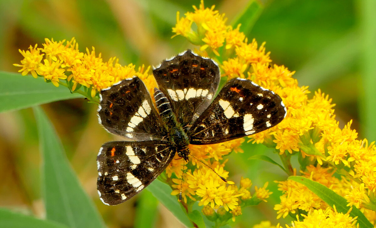 опять про бабочек...442 - Александр Прокудин