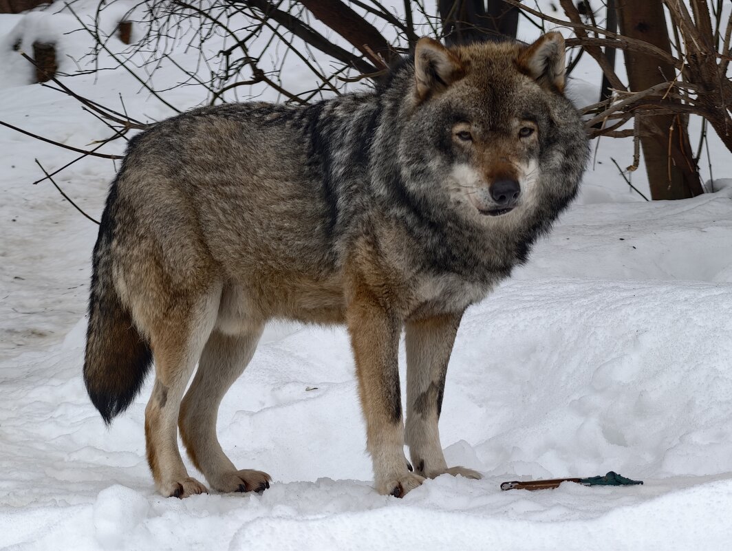 Волк - <<< Наташа >>>