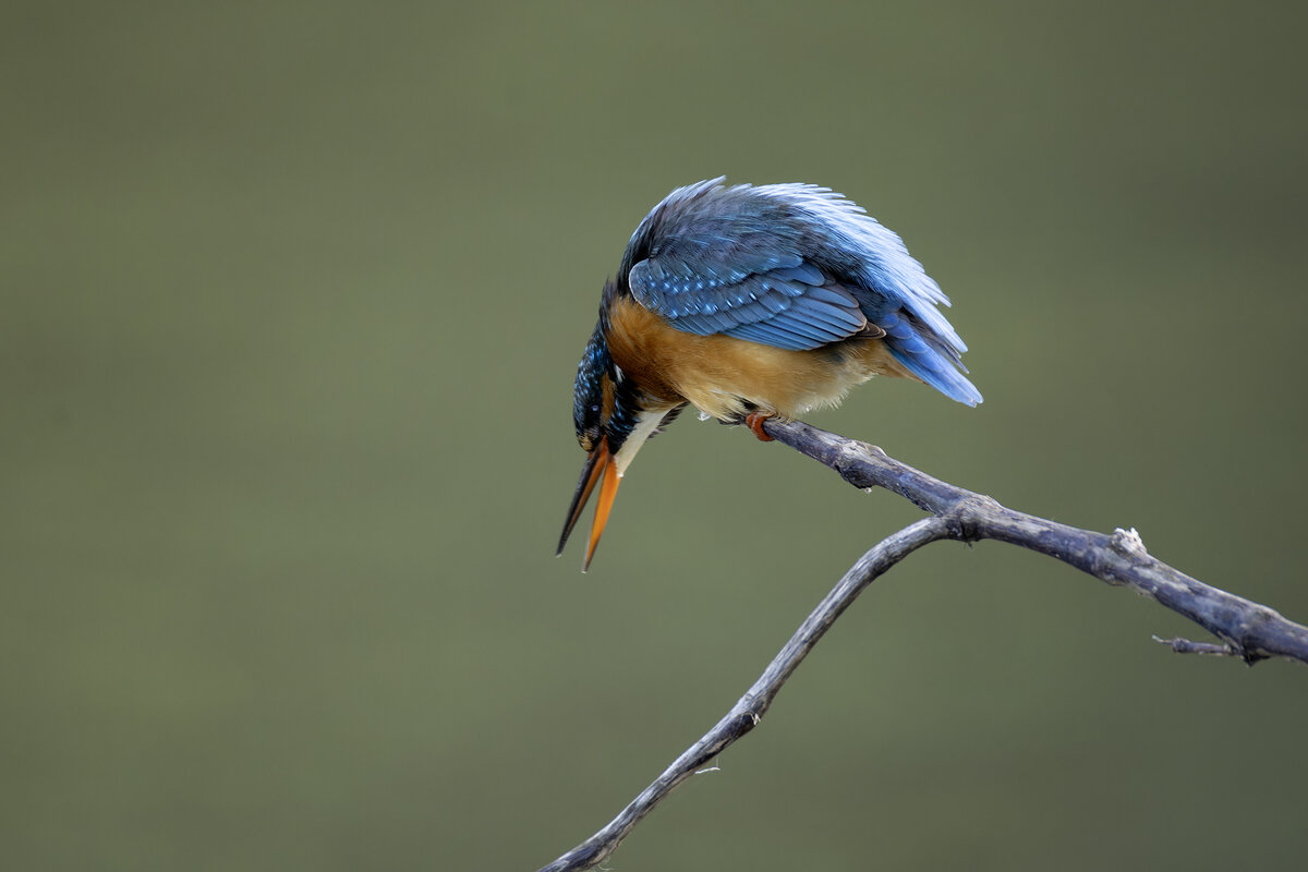 Зимородок. - Alexander Amromin Зимородок. - Alexander Amromin