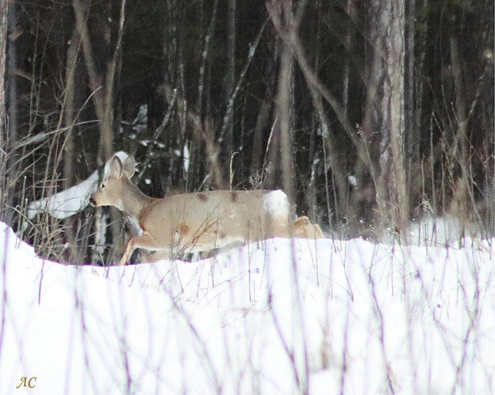 По глубокому снегу - Любовь Сахарова