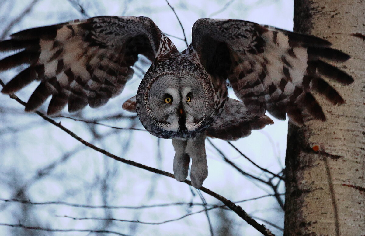 Дух леса явил себя... - Владилен Панченко Дух леса явил себя... - Владилен Панченко