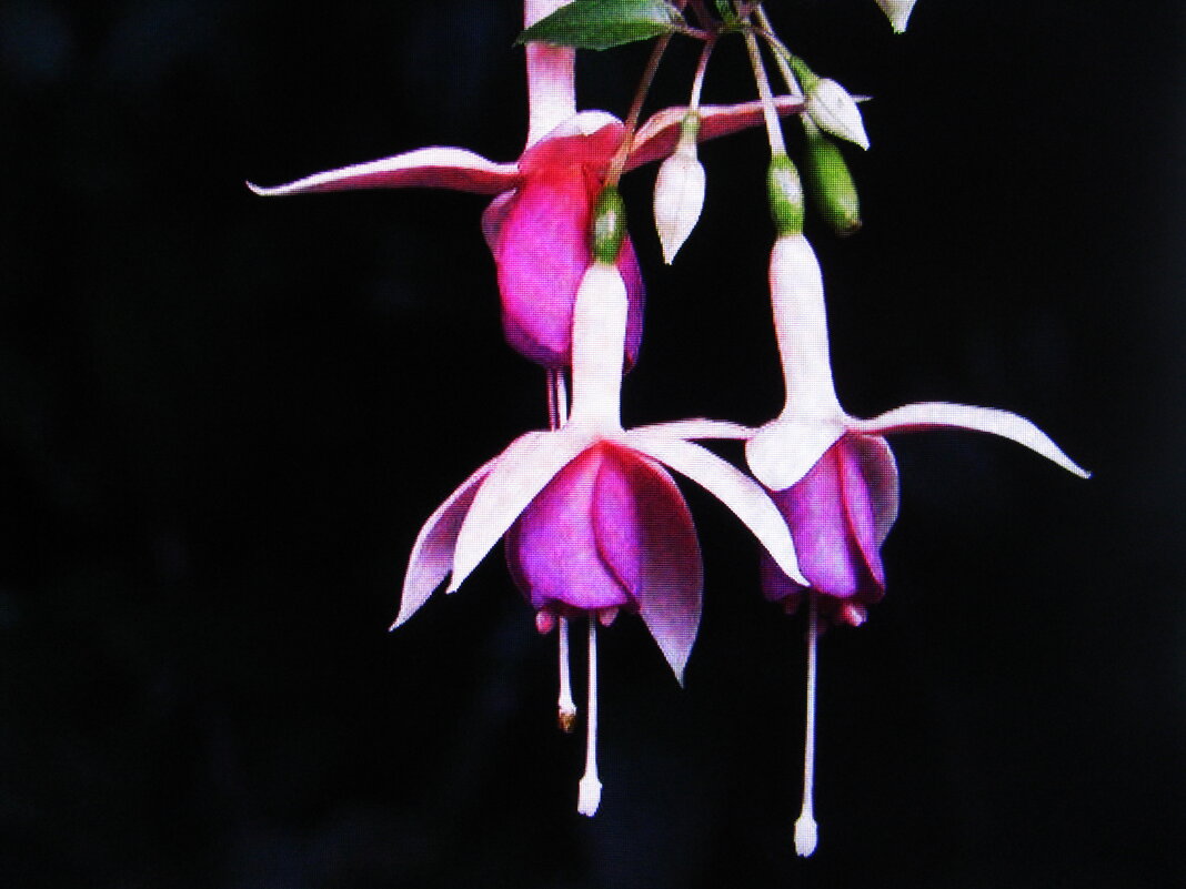 Фуксия зацветает - Людмила Смородинская