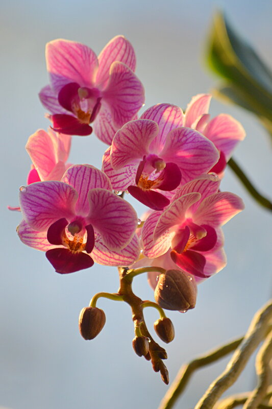 Мелкая орхидея - Татьяна Лютаева Мелкая орхидея - Татьяна Лютаева