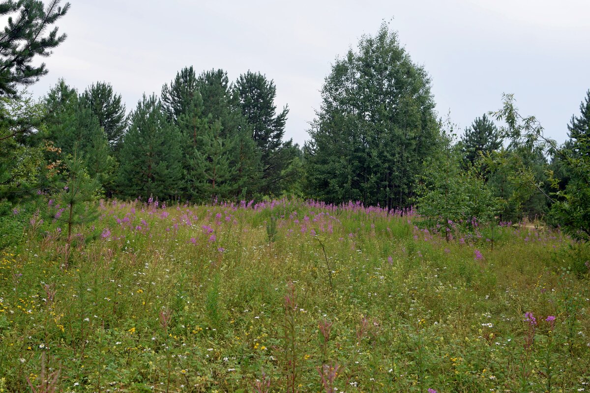 Поляна. - ВикТор Быстров