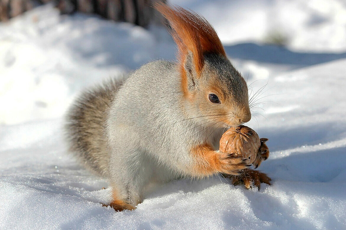С орешком - елена беликова