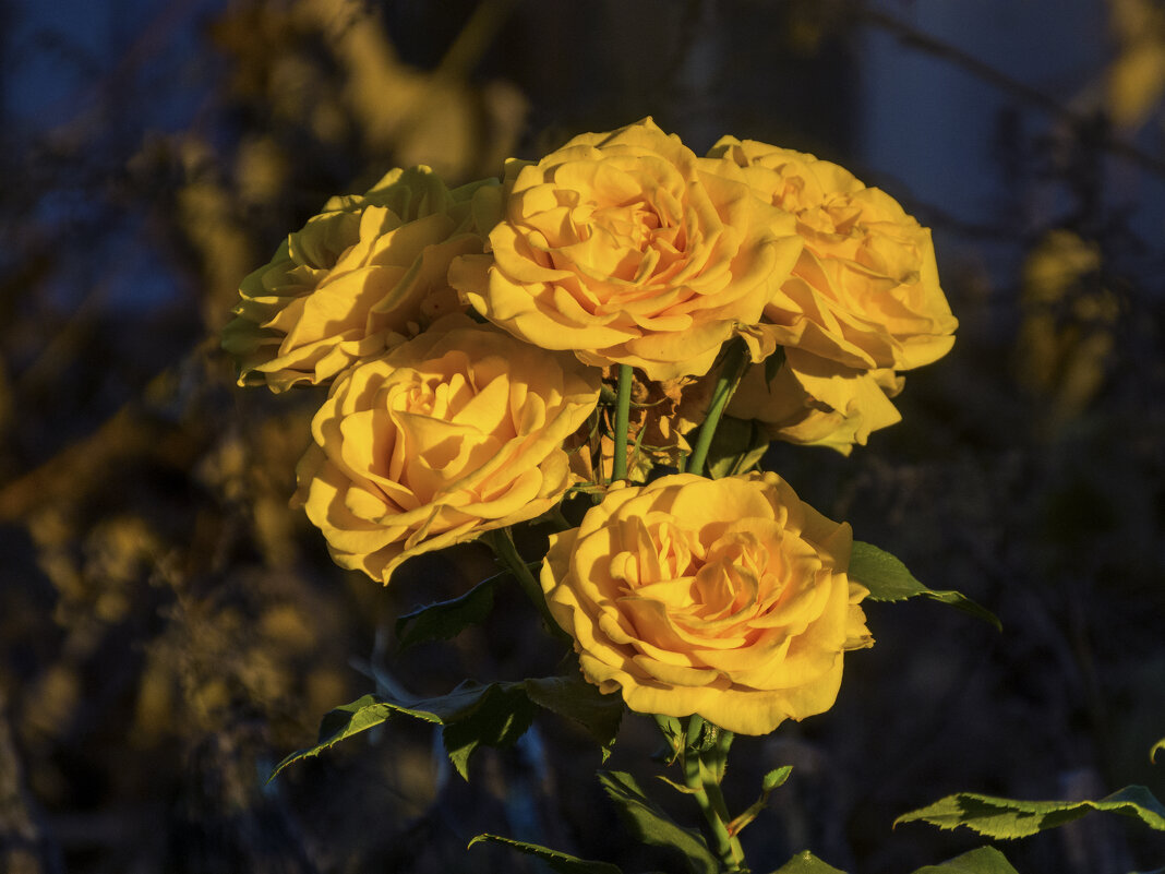 Жёлтые  розы - Валентин Семчишин