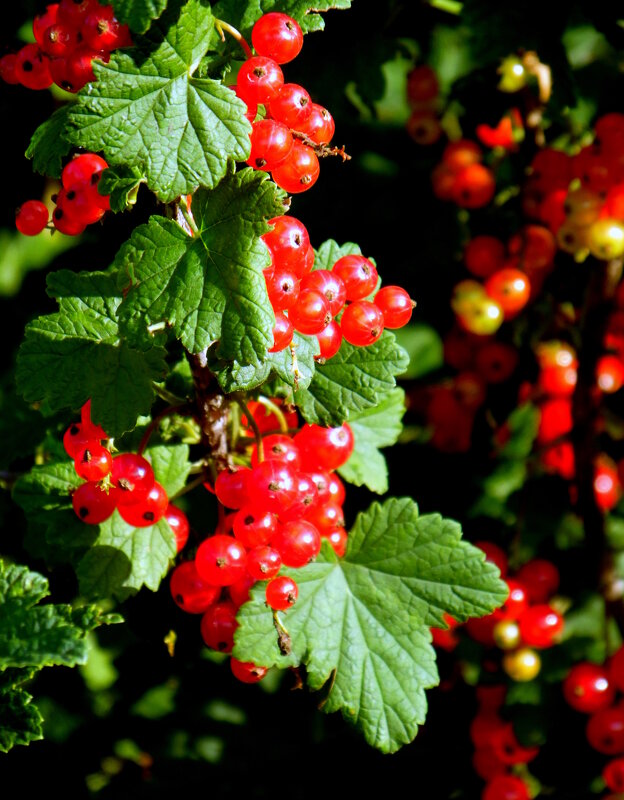 Смородина красная. - nadyasilyuk Вознюк Смородина красная. - nadyasilyuk Вознюк