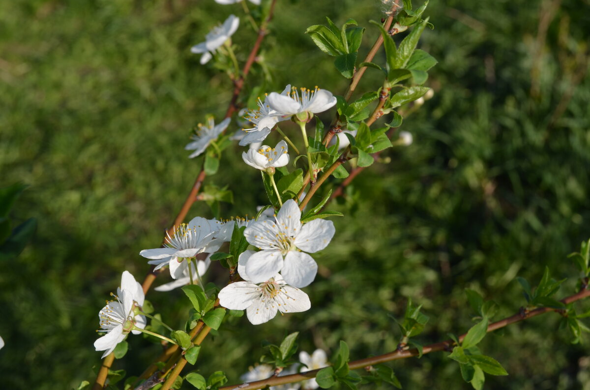 ,,, - Сергей Тимоновский ,,, - Сергей Тимоновский