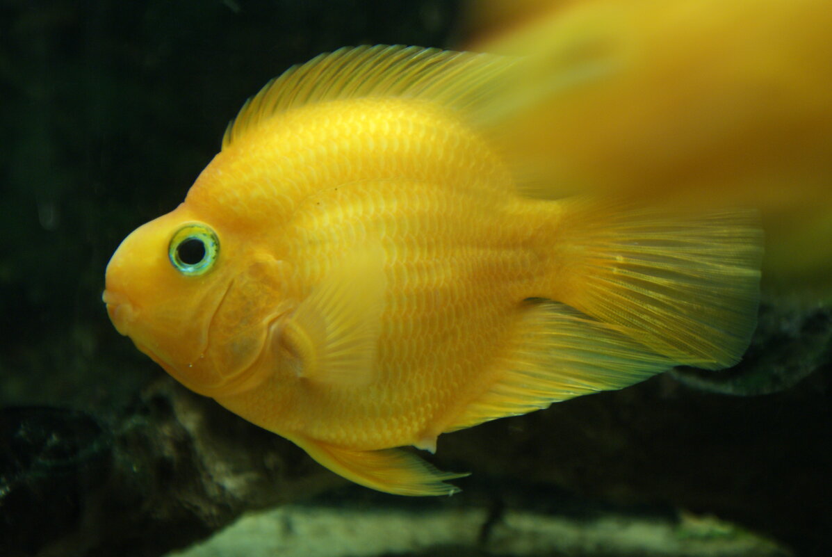 Крупный попугай. - Александр Владимирович Никитенко