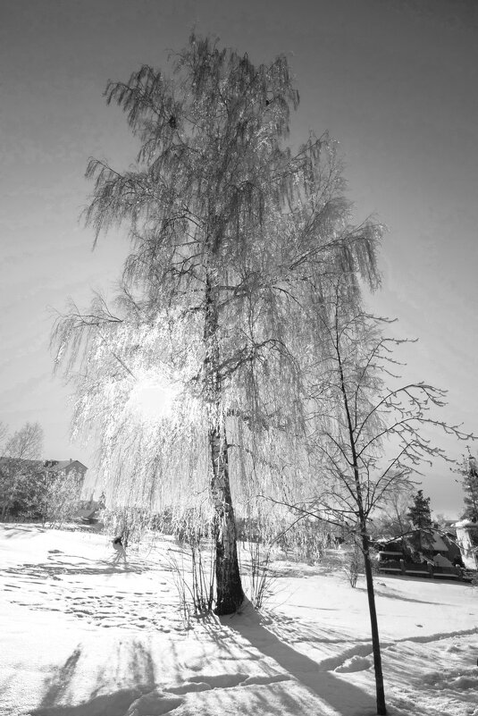 б/н - Николай 