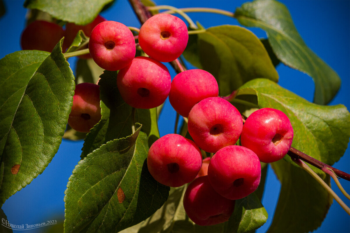Урожай северных яблочек) Мелкоплодные яблоньки в Ухте, Коми - Николай Зиновьев Урожай северных яблочек) Мелкоплодные яблоньки в Ухте, Коми - Николай Зиновьев