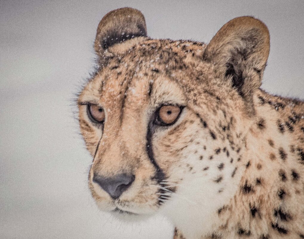 гепард - Аркадий Лаптенко гепард - Аркадий Лаптенко