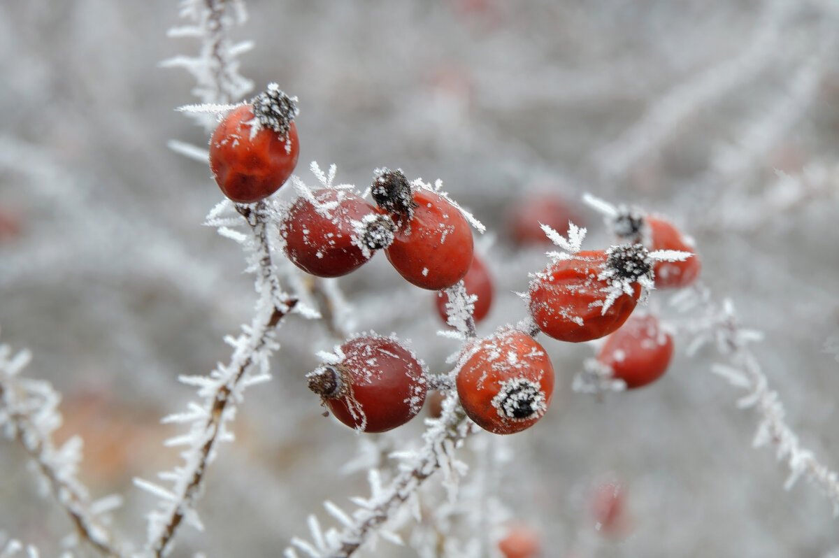 Спит шиповник в тишине, инеем покрылись ветки... - Надежда Куркина Спит шиповник в тишине, инеем покрылись ветки... - Надежда Куркина